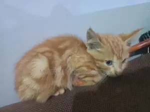 0-1 month Female Purebred Burmilla