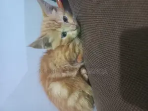 1-3 months Female Purebred Abyssinian