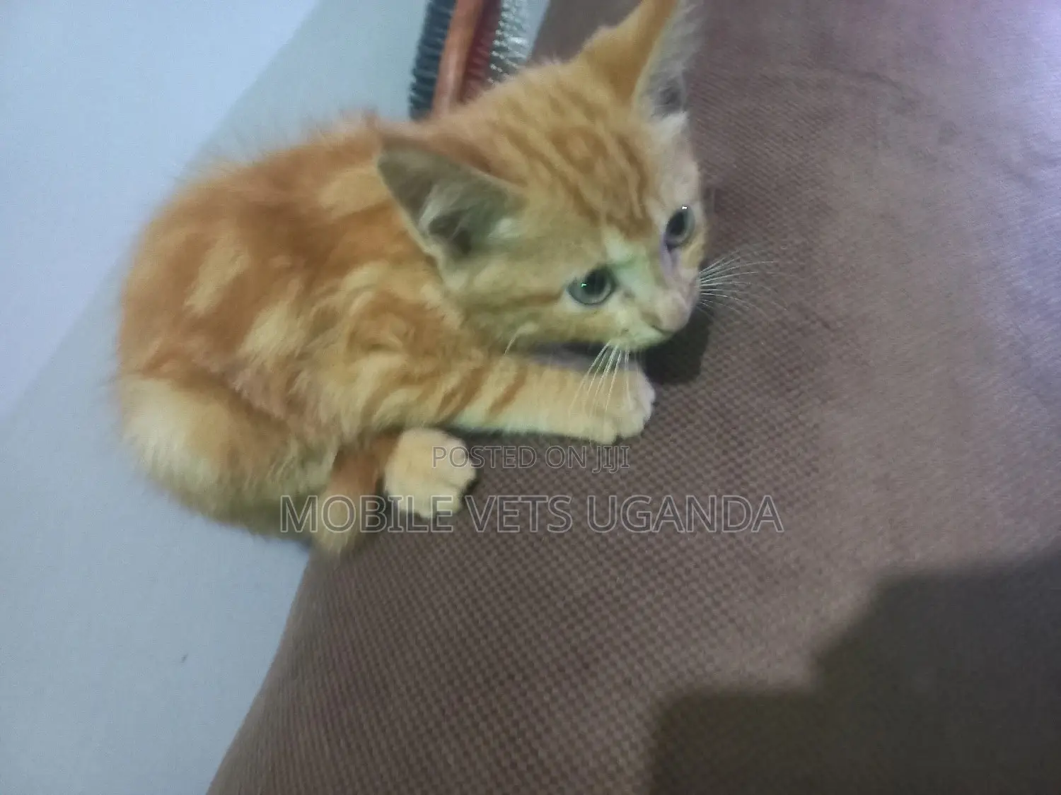 3-6 months Male Purebred American Bobtail