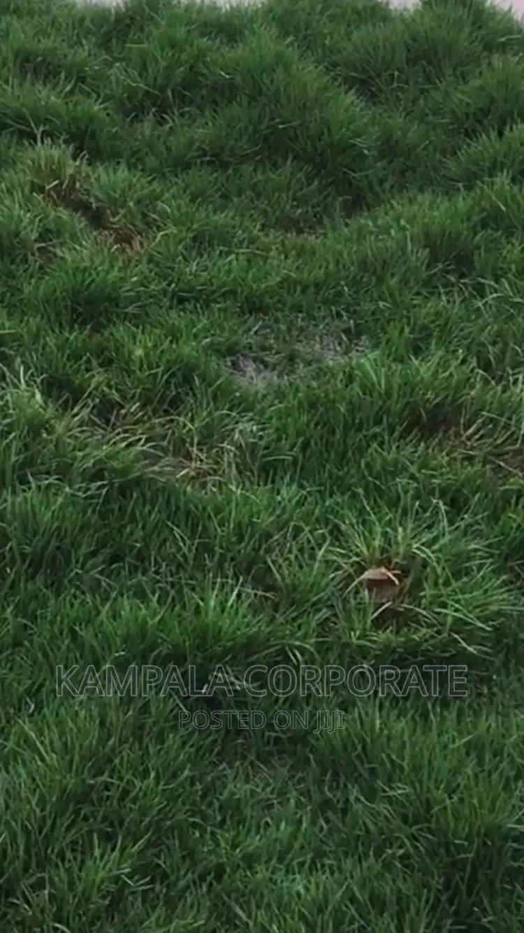 Paspalum Grass for Compound