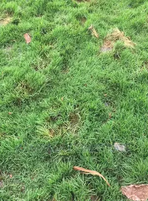 Paspalum Grass for Compound