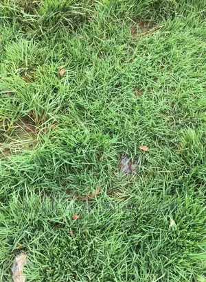 Paspalum Grass for Compound