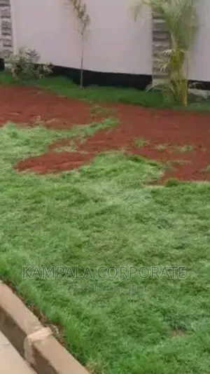 Paspalum Grass for Compound