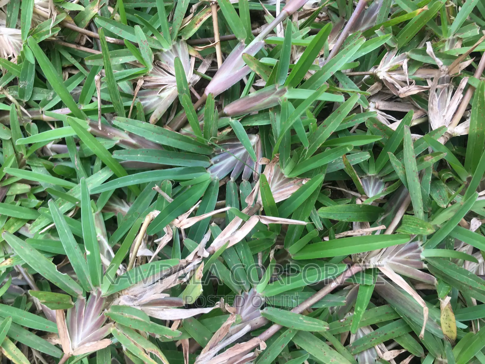 Paspalum Grass for Compound