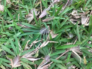 Paspalum Grass for Compound