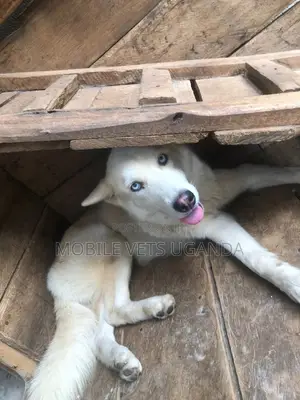 6-12 months Male Purebred Siberian Husky