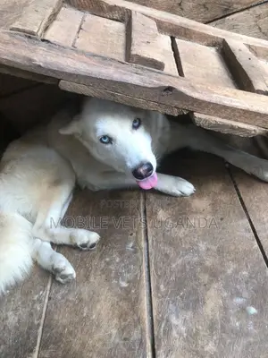1+ year Male Purebred Siberian Husky