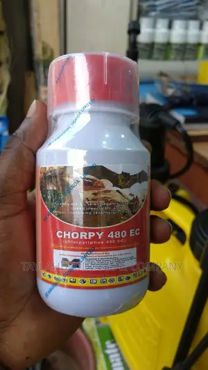 Chorphy Bats, Sesefly and Ants