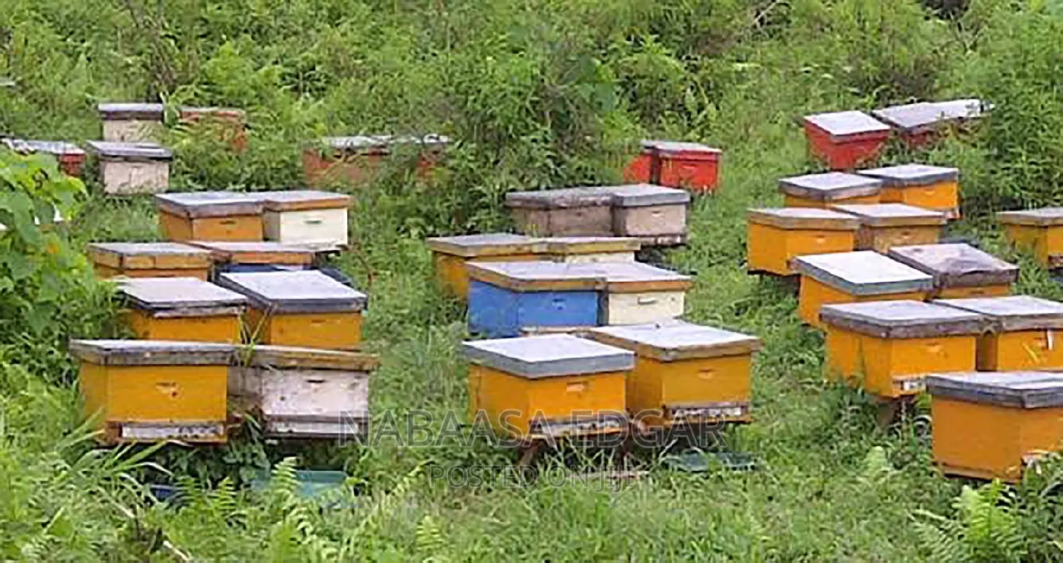 Wooden Bee Hives