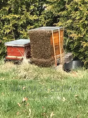 Wooden Bee Hives