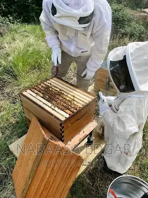 Wooden Bee Hives