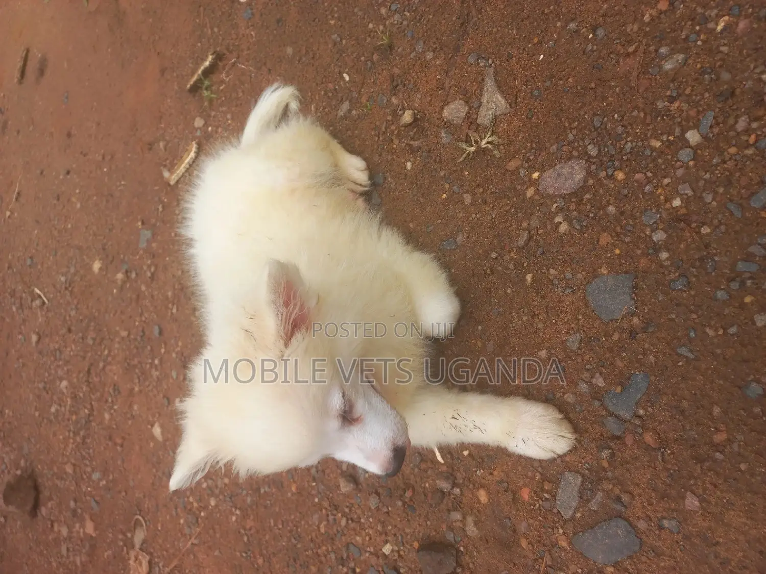 3-6 months Male Purebred Japanese Spitz