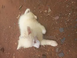 3-6 months Male Purebred Japanese Spitz