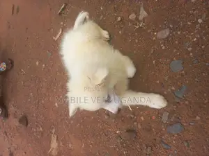 1-3 months Male Purebred Japanese Spitz