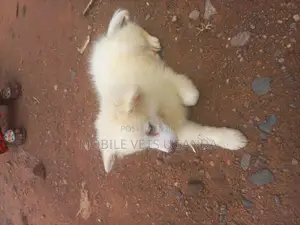 3-6 months Male Purebred Japanese Spitz