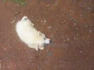 1-3 months Female Purebred Japanese Spitz
