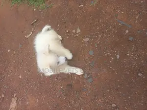 3-6 months Male Purebred Japanese Spitz