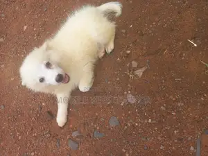 1-3 months Female Purebred Japanese Spitz