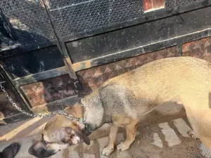 6-12 months Female Mixed Breed German Shepherd