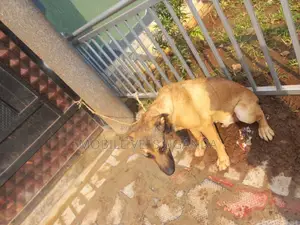 6-12 months Male Mixed Breed German Shepherd