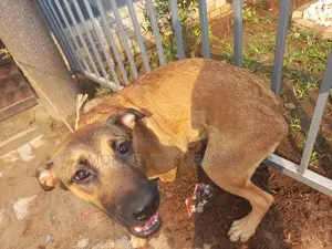 6-12 months Male Mixed Breed Boerboel