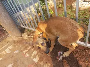 6-12 months Female Mixed Breed German Shepherd