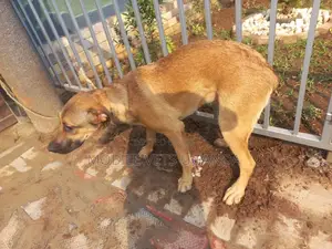 6-12 months Female Purebred Boerboel