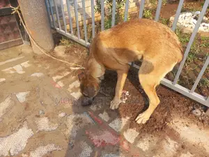3-6 months Male Purebred Boerboel