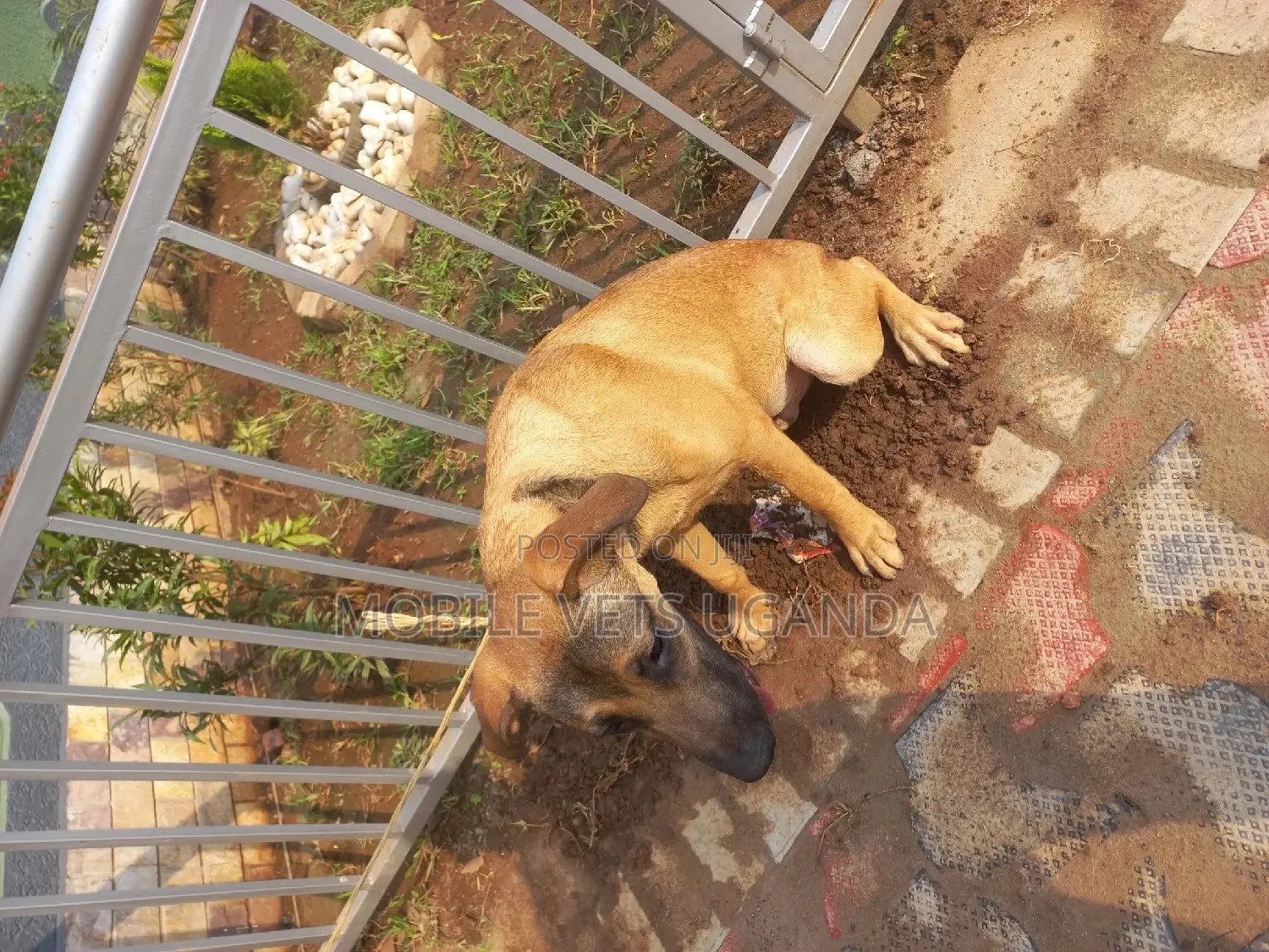 6-12 months Female Mixed Breed Boerboel