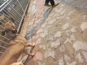 3-6 months Male Mixed Breed Boerboel
