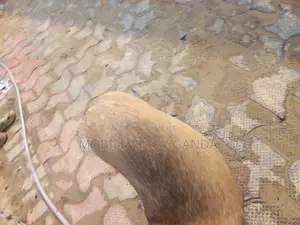 6-12 months Male Mixed Breed Boerboel