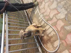 6-12 months Male Mixed Breed Boerboel