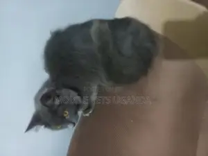 3-6 months Male Purebred American Bobtail