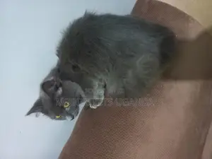 6-12 months Female Purebred American Shorthair