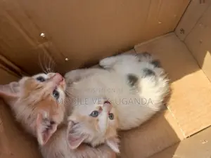 3-6 months Male Purebred Ragdoll