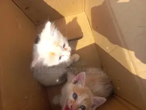 0-1 month Female Purebred Ragdoll