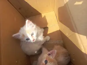 3-6 months Female Purebred Birman