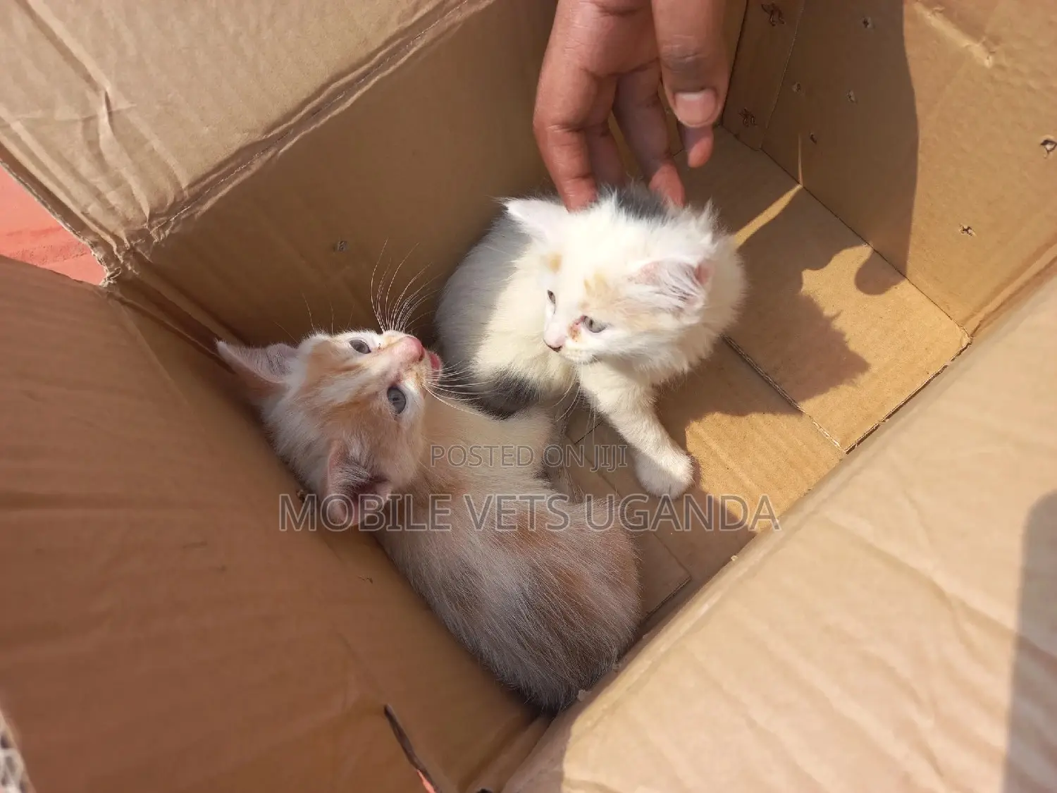 1-3 months Female Purebred Ragdoll