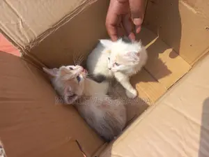 1-3 months Female Purebred Ragdoll