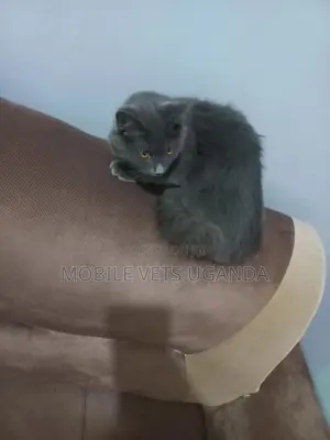 6-12 months Female Purebred Burmese