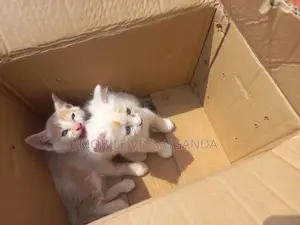 0-1 month Female Purebred Burmilla