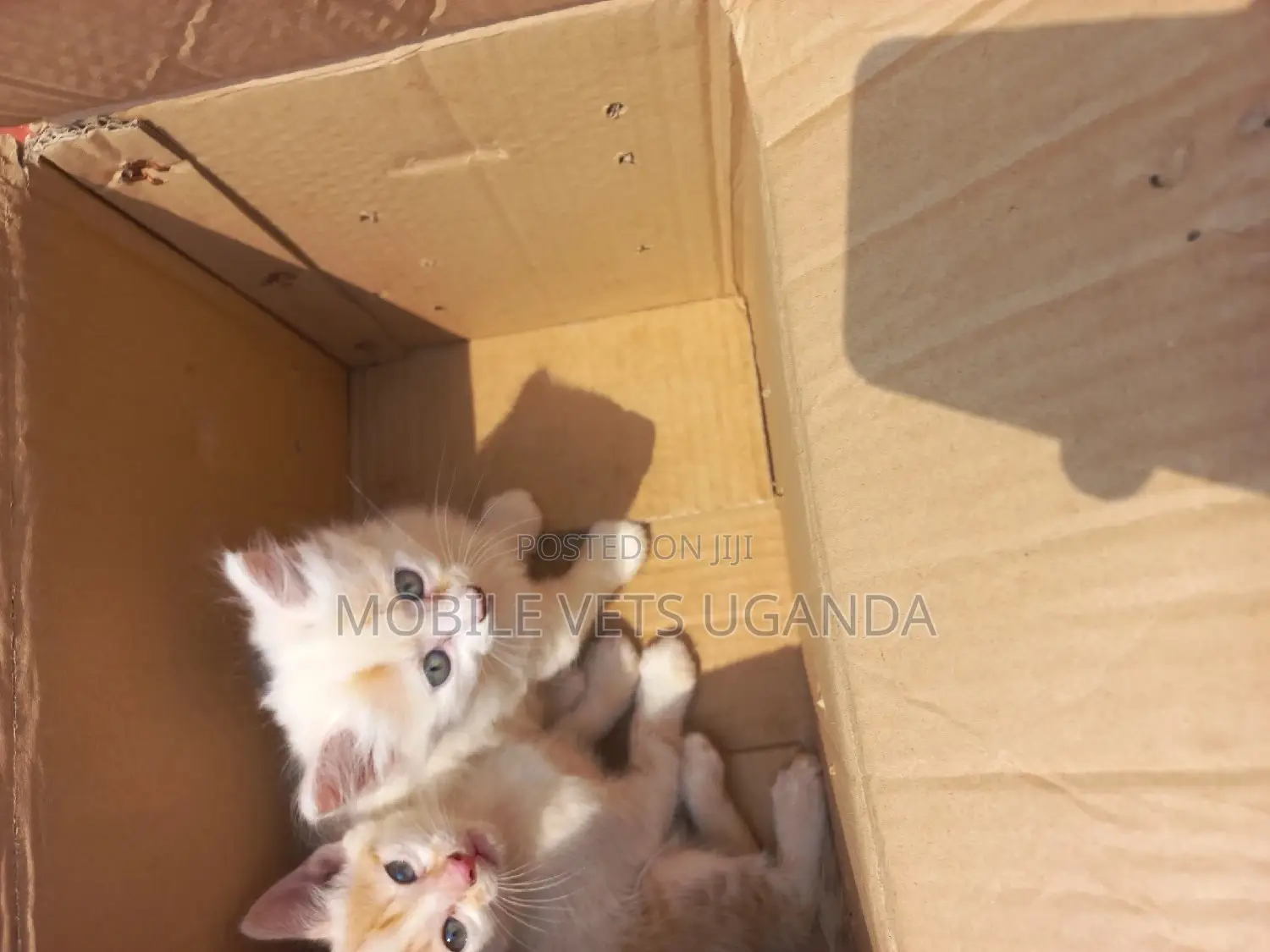 1-3 months Female Purebred Burmese
