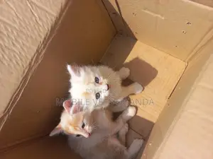 0-1 month Female Purebred Bombay