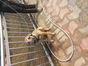 1+ year Female Purebred Boerboel