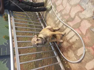 3-6 months Female Purebred Boerboel