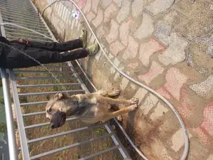 6-12 months Male Mixed Breed Boerboel