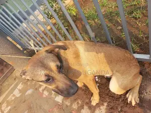 6-12 months Male Mixed Breed German Shepherd