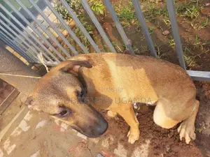 1+ year Female Mixed Breed German Shepherd