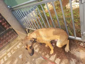 1+ year Female Mixed Breed German Shepherd