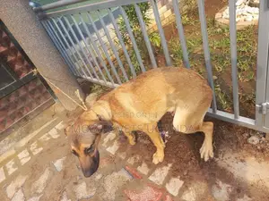 6-12 months Male Mixed Breed German Shepherd